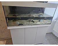 Axolotl nebst Unterschrank und Aquarium 