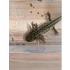 Axolotl Nachzucht >15 cm