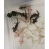 Axolotl Jungtiere abzugeben 