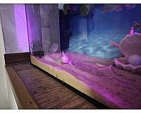 Axolotl Nachwuchs / Jungtiere