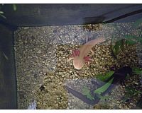 2 Axolotl 