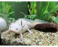 Axolotl 2 Jahre alt