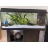 Axolotl Aquarium komplett