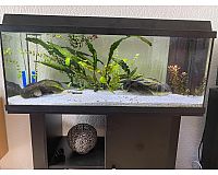 Axolotl Aquarium komplett