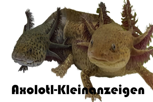 Axolotl - Alles zur erfolgreichen Zucht und Haltung - Filtermatte 50 x 50 x  5 cm 20 PPI schwarz